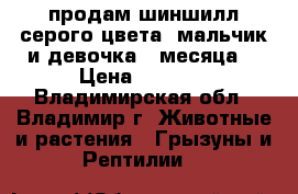 продам шиншилл серого цвета  мальчик и девочка 2 месяца  › Цена ­ 1 000 - Владимирская обл., Владимир г. Животные и растения » Грызуны и Рептилии   